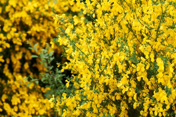 明るい黄色のほうきまたはギンセストラの花ラテン語名Cytisus ScopariusまたはSpachianusはイタリアの春に閉じて常緑のブッシュを咲かせます — ストック写真