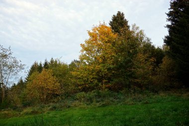 Sonbahar ormanı manzarası. Parka düş. Hint yazı.
