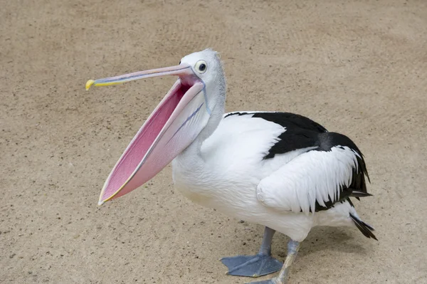 pelikan
