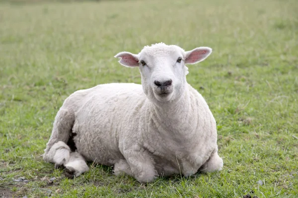 Sheep on the grass — Stock Photo, Image