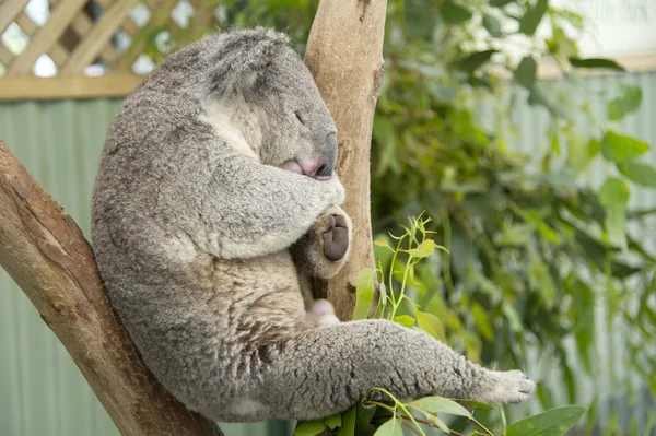 Dormir Koala — Foto de Stock