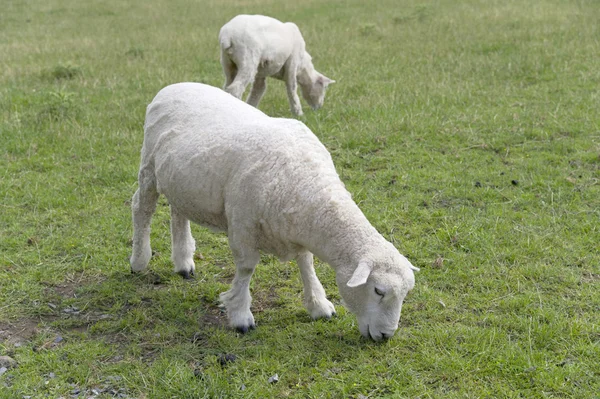 Schapen op het gras — Stockfoto