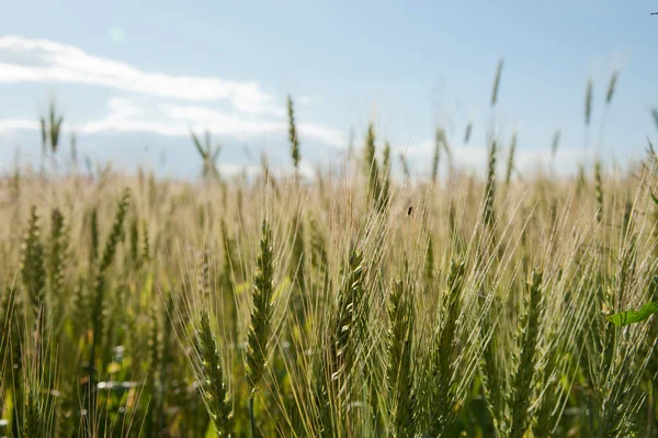 Green wheat — Stock Photo, Image