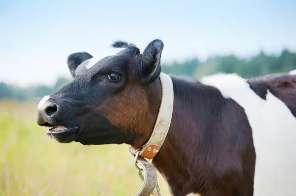 Vaca com boca aberta — Fotografia de Stock