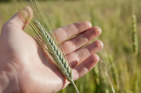 Farmer hand with green wheat spikelet — Stock Photo, Image