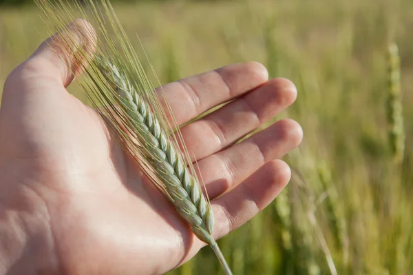 Çiftçi el ile yeşil buğday spikelet