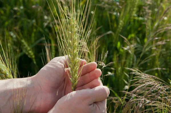 Farmer hand keep green wheat spikelet — Stock Photo, Image