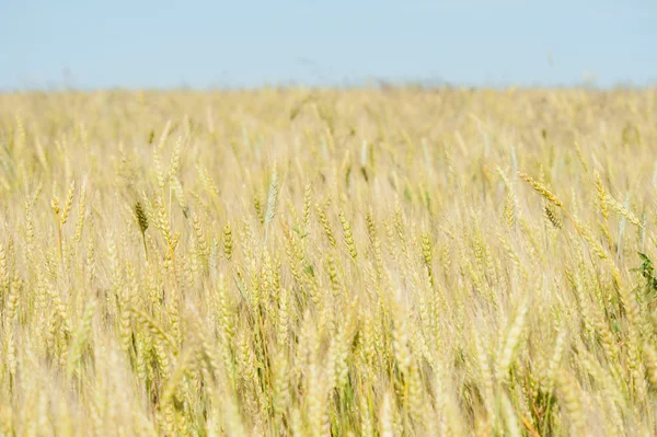 Gold wheat field — Stock Photo, Image