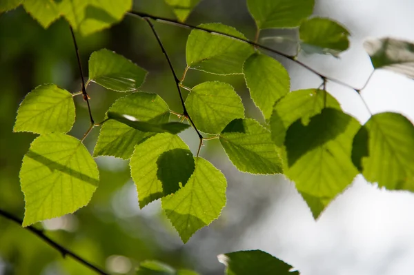 Fresh spring foliage of linden tree glowing in sunlight — Stock Photo, Image