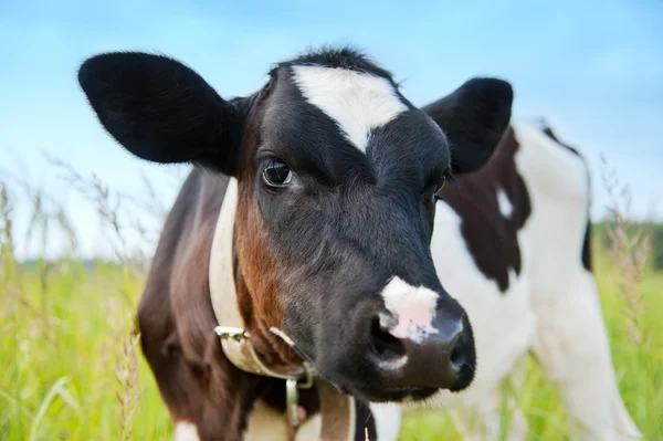 Vaca joven — Foto de Stock