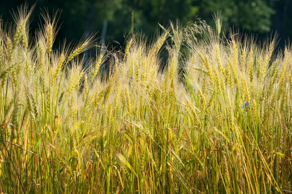 Gold wheat — Stock Photo, Image