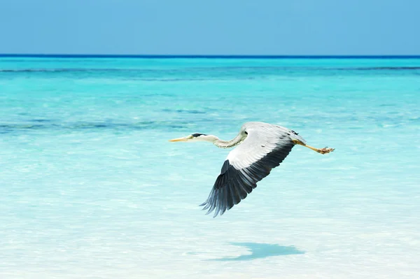 Reiger vliegen over de zee — Stockfoto