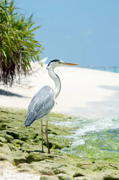 Reiger staat op het strand in de buurt van de zee — Stockfoto