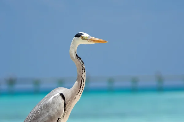 Grey Heron stands on the beach near the sea — Stock Photo, Image