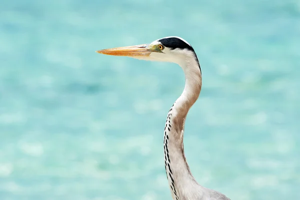 Grey Heron stands on the beach near the sea — Stock Photo, Image