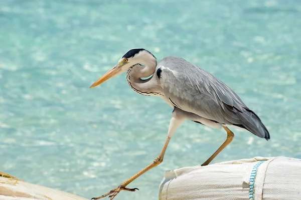 Héron gris marche près de la mer — Photo