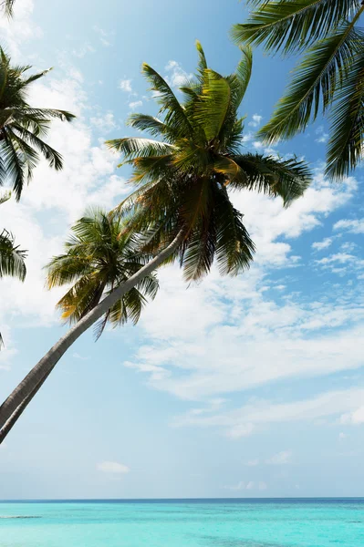 Grüne Palmen über dem Meer — Stockfoto