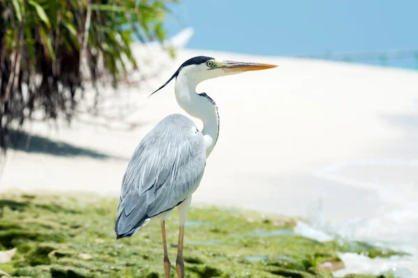 Grey Heron sorge sulla spiaggia vicino al mare — Foto Stock