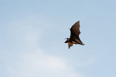 uçan pteropus