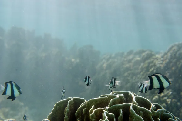 School of small fish — Stock Photo, Image