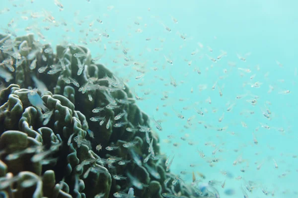 School of small fish — Stock Photo, Image