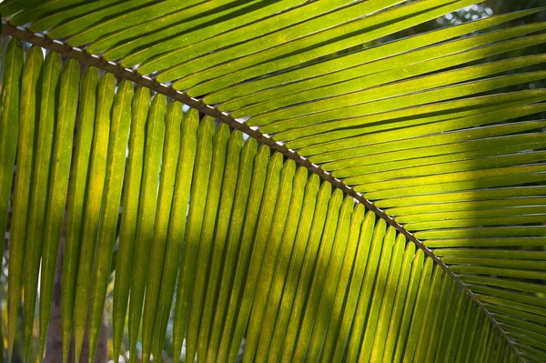 Feuille de palmier vert — Photo