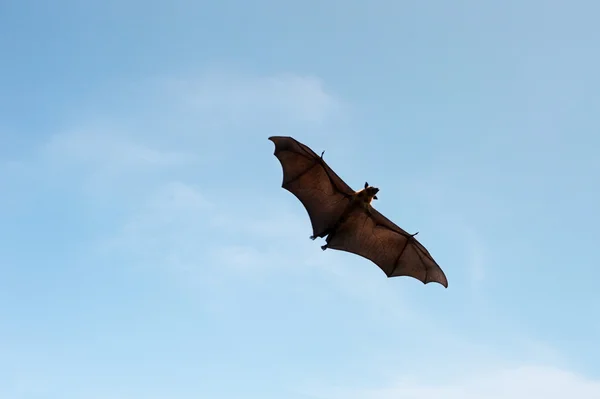uçan pteropus