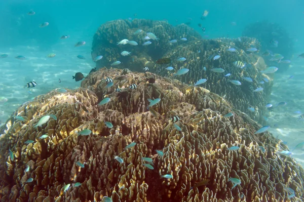 Scuola di pesce — Foto Stock