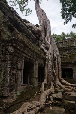 Angkor wat ağaç
