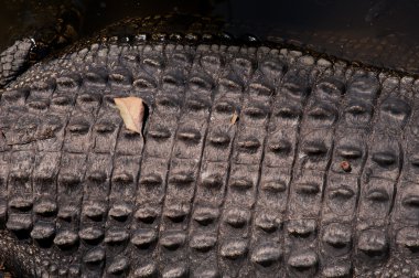 Timsah derisi dokusu arkaplanı