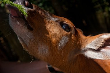 küçük geyik yiyor