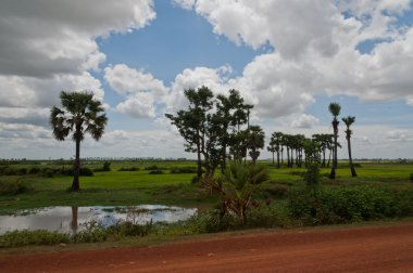 pirinç alan palmiye ağaçları ile