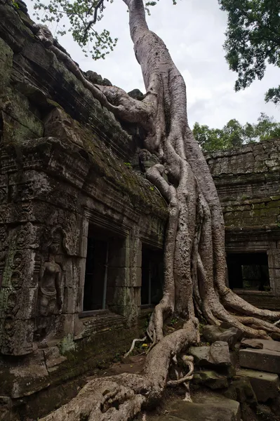 Angkor wat δέντρο — Φωτογραφία Αρχείου