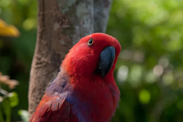 Piękny portret papuga — Zdjęcie stockowe