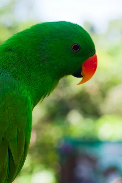 Bellissimo ritratto di giovane pappagallo verde — Foto Stock