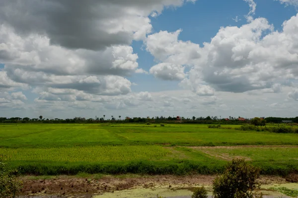 Hermoso campo de arroz con nubes — Foto de Stock