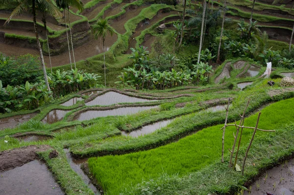 Plantație mare de terase de orez verde — Fotografie, imagine de stoc