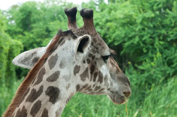 Nahaufnahme eines majestätischen Giraffenkopfes — Stockfoto