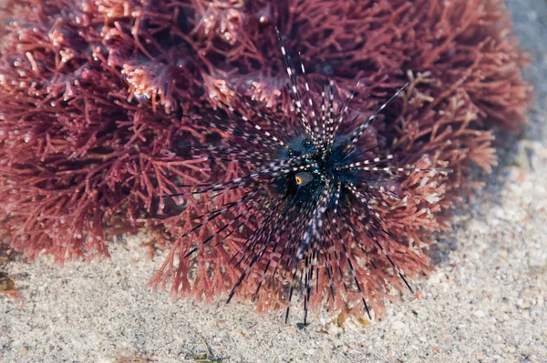Closeup of Sea Urchin