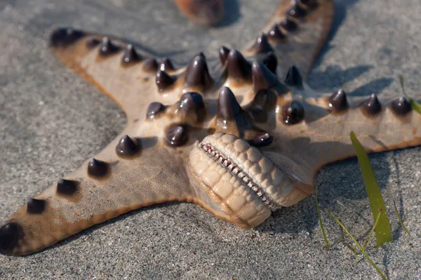 Closeup of Single Starfish is lying on the Sand — Stock Photo, Image