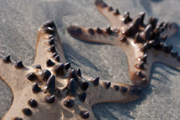 Closeup of two starfish lying on the sand — Stock Photo, Image