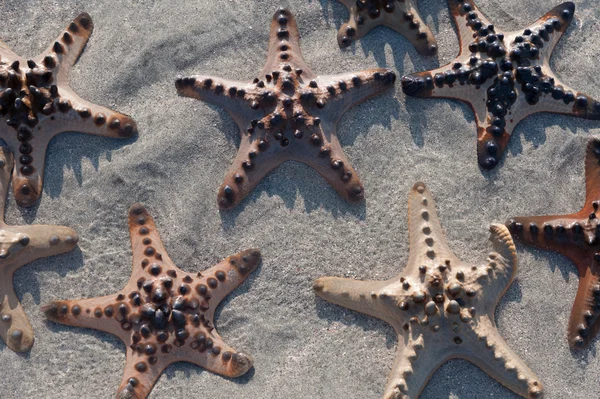 Närbild sjöstjärna på den vita sanden — Stockfoto