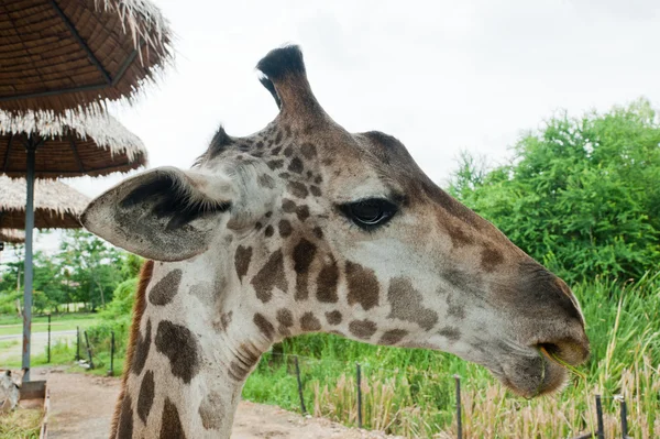Testa di giraffa — Foto Stock