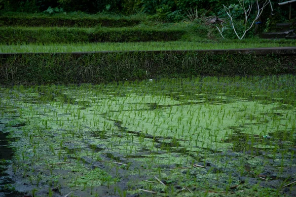 Pohled na terasy zelená rýže s vodou - detail — Stockfoto