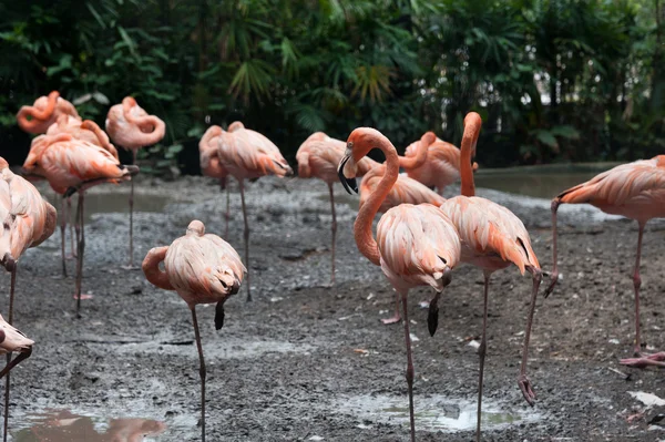 Pembe flamingolar grubu — Stok fotoğraf