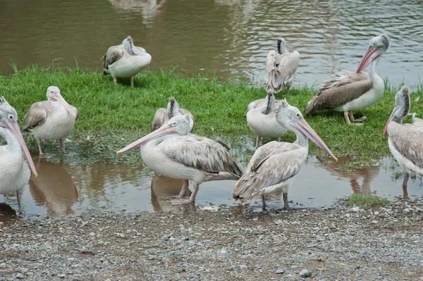 Groep van witte pelikanen — Stockfoto