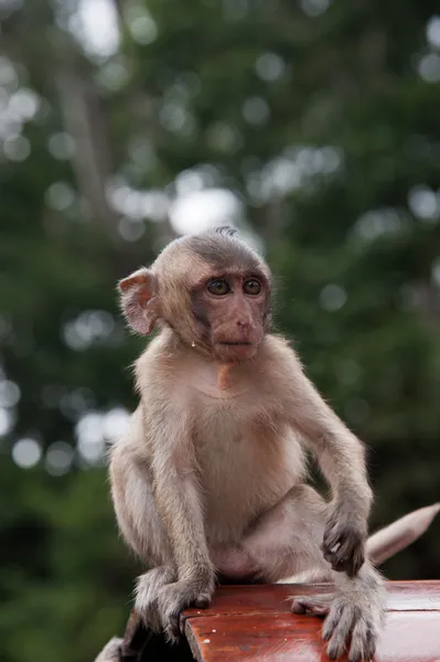 Little monkey — Stock Photo, Image