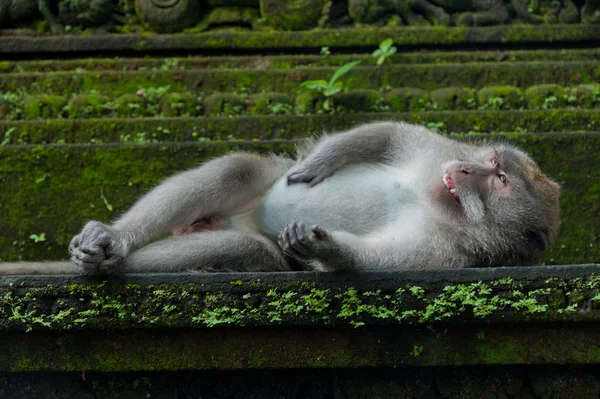 Monkey lying on the stone — Stock Photo, Image