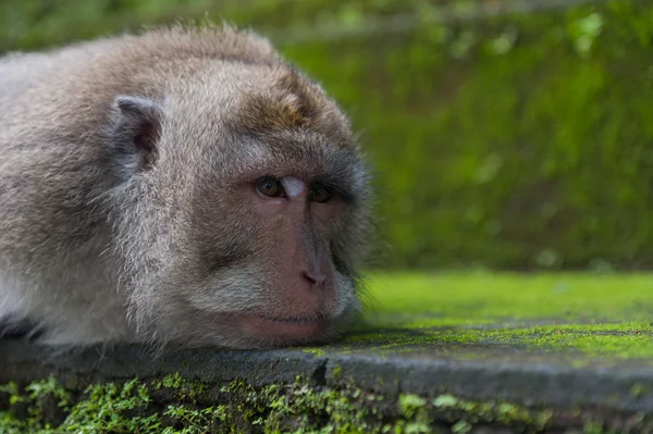 Monkey rest on the stone - closeup portrait — Stock Photo, Image