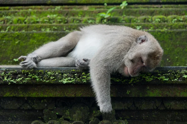 Monkey rest on the stone — Stock Photo, Image